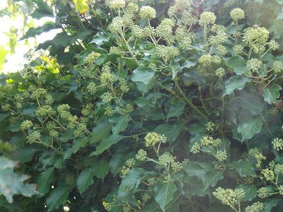 L'arbre, une réserve de nourriture pour les insectes pollinisateurs