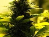consommation cannabis Afrique légalisée décision justice