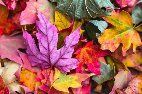 Abécédaire 32 des couleurs de l’automne