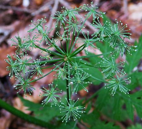 Cerfeuil hérissé (Chaerophyllum hirsutum)