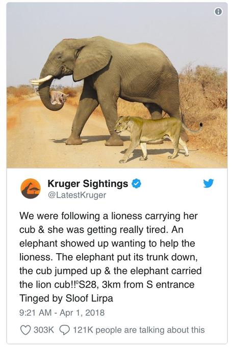 [Hoax] L'éléphant el le lionceau