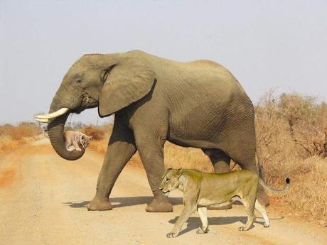 [Hoax] L'éléphant el le lionceau