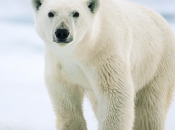 Pôle Pôle: Monde Disparaît GRILLES JARDIN LUXEMBOURG, MÉDICIS 75006 PARIS