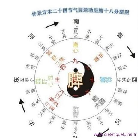 Le point Shang Qiu du méridien de la rate (5Rt)