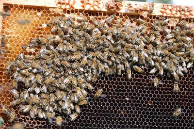 Lutte contre le frelon asiatique : L'agglo Seine-Eure cherche des solutions