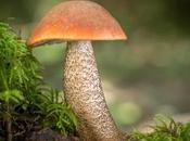 Conseils pour bonne récolte champignons
