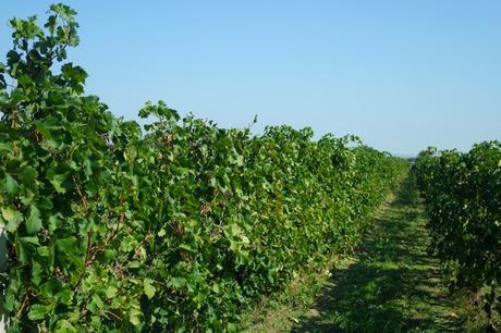 autriche burgenland donnerskirchen vendanges