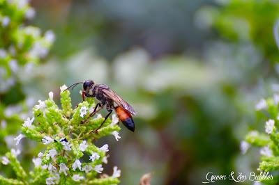 Des insectes et des fleurs