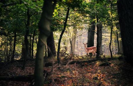 Welcome autumn. Welcome autumn.