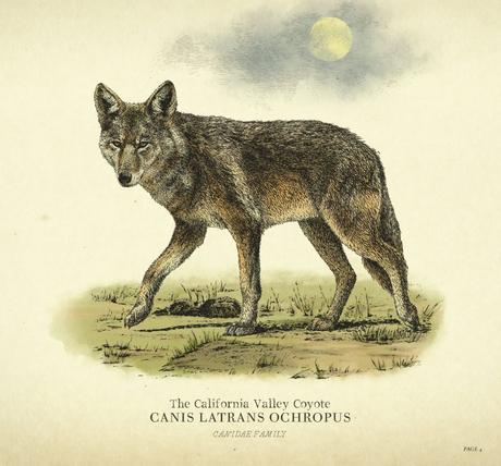 Tout savoir sur les animaux, la chasse et la pêche dans Red Dead Redemption 2 Guide Les Animaux dans Red Dead Redemption Chasse et pêche coyote