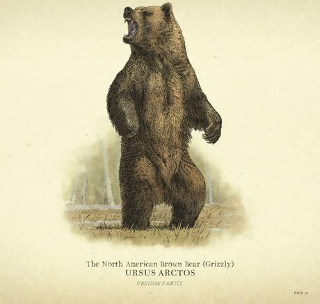 Tout savoir sur les animaux, la chasse et la pêche dans Red Dead Redemption 2 Guide Les Animaux dans Red Dead Redemption Chasse et pêche north american brown bear grizzly
