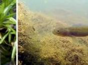 [DIY] Fabriquez votre périscope inversé pour photos sous-marines