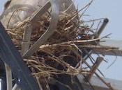 Quand tourterelle prend l’antenne