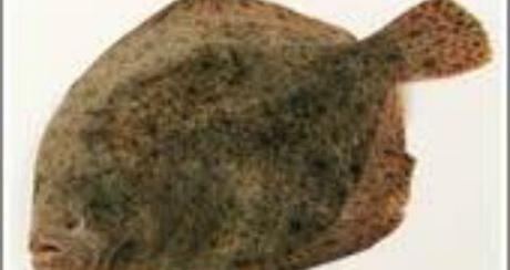 Éventail de Saint-Pierre rôti au jus de truffes