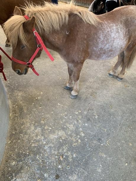 L’iPhone XS MAX : voilà ce que je peux dire après quelques jours d’utilisation.