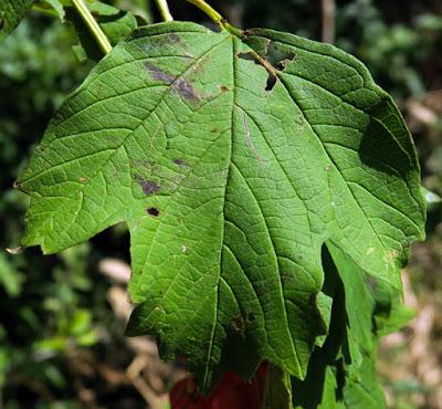 Viorne obier (Viburnum opulus)