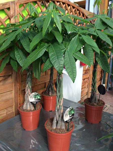 Pachira (Pachira aquatica) ou châtaignier de Guyane