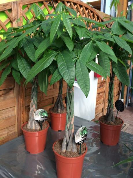 Pachira aquatica : la plante tressée