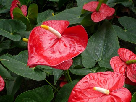 Anthurium (anthurium andreanum), plante tropicale pour l’intérieur