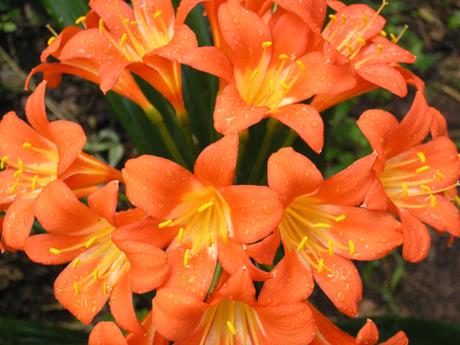 Clivia (Clivia miniata), plante d’intérieur facile