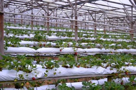 Escapade de 2 jours dans les Cameron Highlands Escapade de 2 jours dans les Cameron Highlands