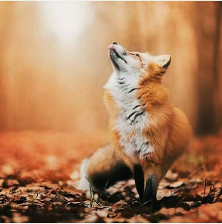 1493. Quoi faire pour profiter de l'automne ? 1493. Quoi faire pour profiter de l'automne ?