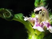 Galéopsis tétrahit (Galeopsis tetrahit)