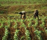 Subventions à l’agriculture africaine : une fausse bonne idée ! 