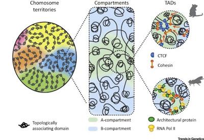 #trendsingenetics #chromatine #expressiongénique #développementembryonnaire La Naissance du Génome en 3D au cours du Développement Embryonnaire Précoce #trendsingenetics #chromatine #expressiongénique #développementembryonnaire La Naissance du Génome en 3D au cours du Développement Embryonnaire Précoce