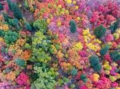 drone capture superbes couleurs d’automne forets l’Utah