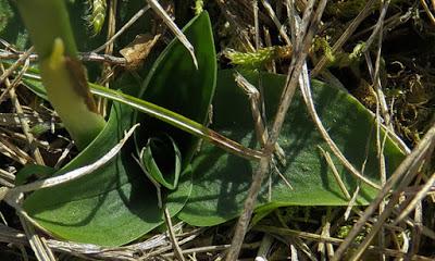 Spiranthe d'automne (Spiranthes spiralis)