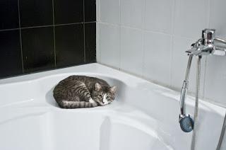 Comment donner un bain à son chat ?