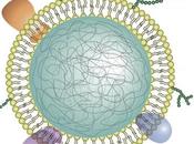 POLYARTHRITE RHUMATOÏDE nano-éponges neutrophiles leurrent protéines inflammatoires