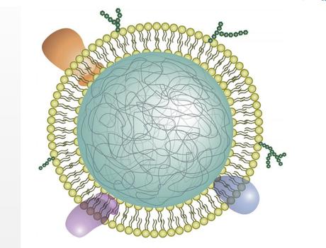 Les nanosponges étouffent la cascade inflammatoire dans l'œuf et tels des leurres de neutrophiles, trompent et interceptent les cytokines et les empêchent de signaler encore plus de neutrophiles aux articulations