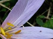 Colchique d'automne (Colchicum autumnale)