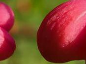 Fusain d'Europe (Euonymus europaeus)