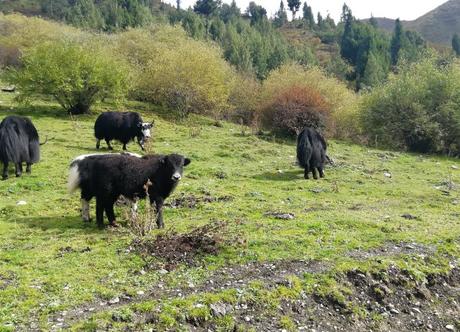 Rando dans le Sichuan