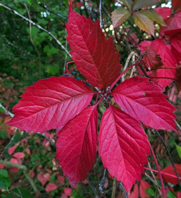 Vigne vierge vraie (Parthenocissus quinquefolia)