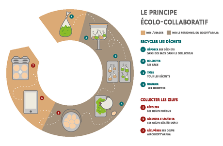 Cocott’arium : appui commercial pour les « poulaillers urbains »