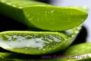 Aloe Vera (Lu Hui) Aloe Vera (Lu Hui)