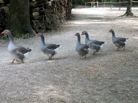 La France - Guedelon - les animaux