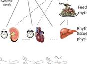 #trendsingenetics #génome #nyctémère #dynamiques Rythmes Génome Dynamiques Circadiennes Topologie Chromatine l’Expression Génique Tissu-Spécifique Génération Tissus-Spécifiques, Comportements
