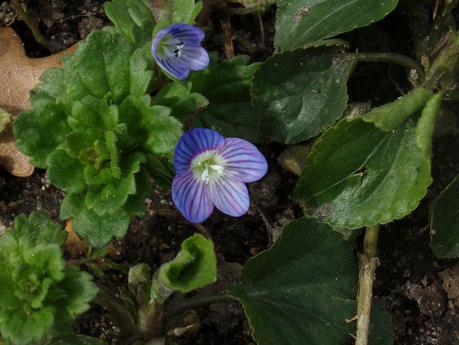 l'intelligence des plantes