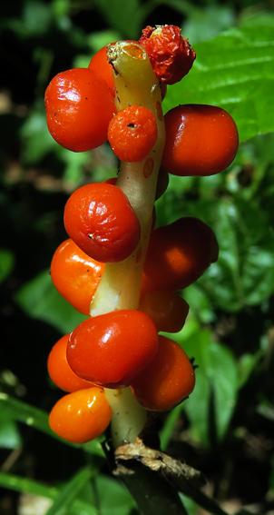 Arum tacheté (Arum maculatum)