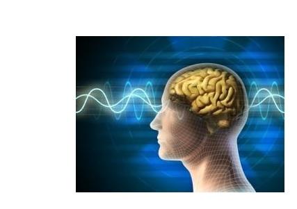 La fonction d’oubli volontaire peut s'observer dans le cerveau, précisément à travers l'activité rythmique dans l'hippocampe et le cortex préfrontal. 