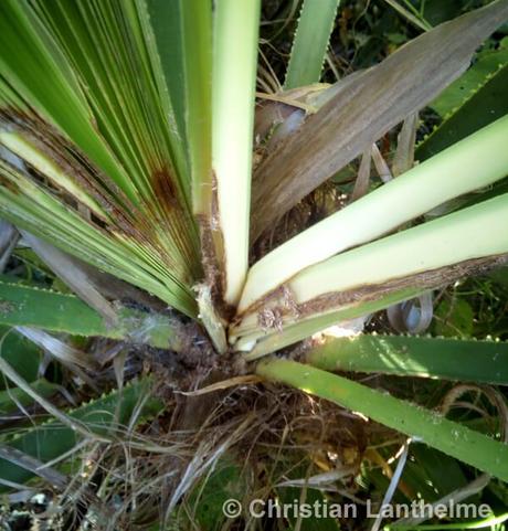 Papillon du palmier – Paysandisia archon - Paperblog