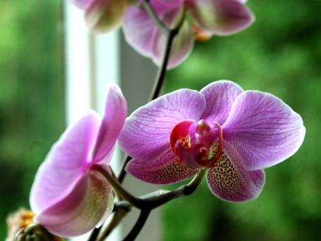 Orchidées, des fleurs exotiques dans nos intérieurs