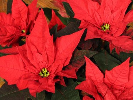 Poinsettia (Euphorbia pulcherrima), plante d'intérieur en pot