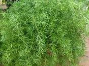 Asparagus (Asparagus plumosus), l’asperge fleuristes