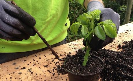 Quand et comment bouturer ? Techniques et conseils Quand et comment bouturer ?